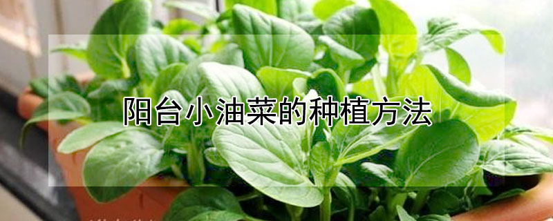 陽臺小油菜的種植方法