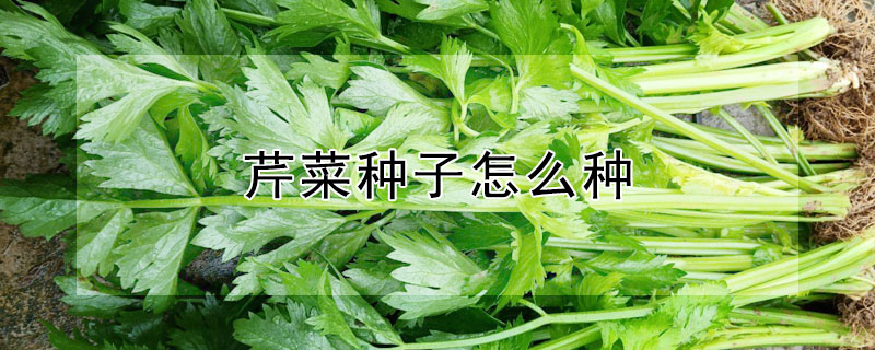 芹菜種子怎么種