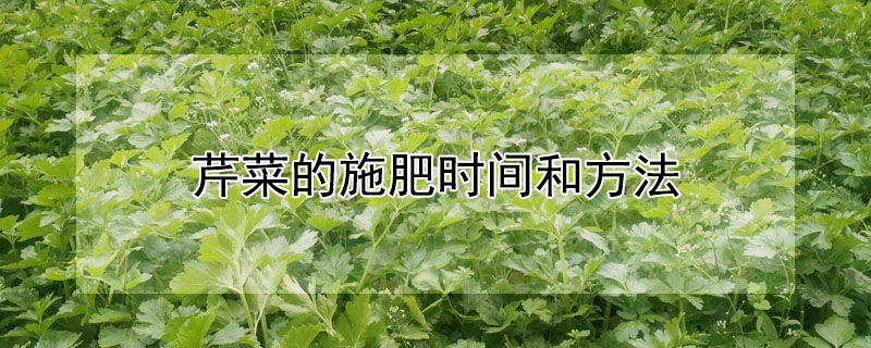 芹菜的施肥時(shí)間和方法