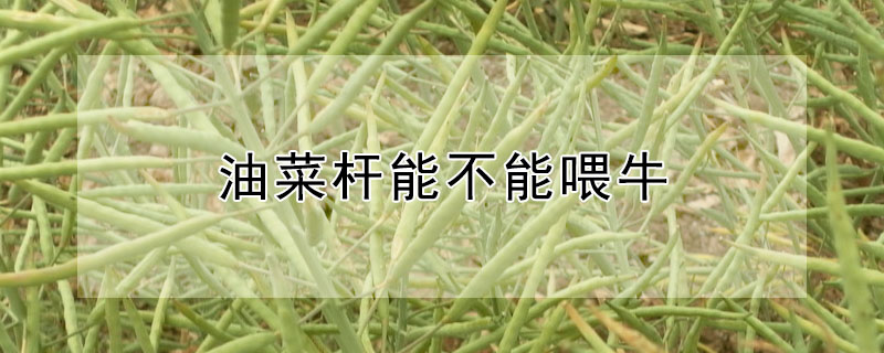 油菜桿能不能喂牛