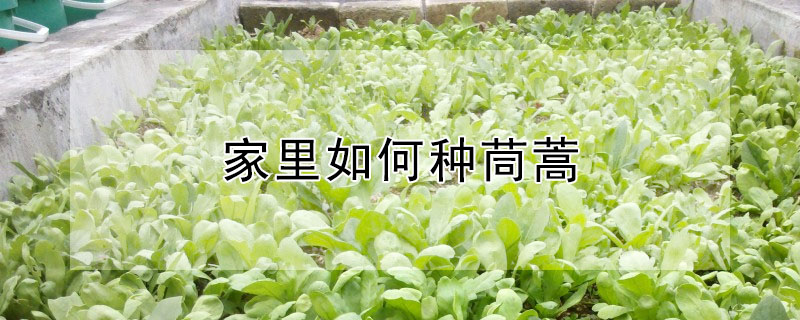 家里如何種茼蒿