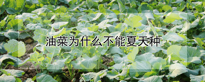 油菜為什么不能夏天種