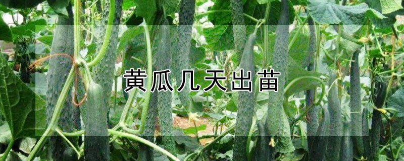 黃瓜幾天出苗