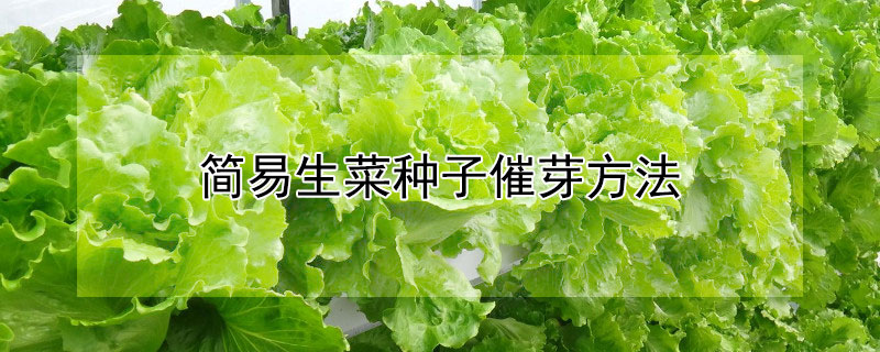 簡易生菜種子催芽方法