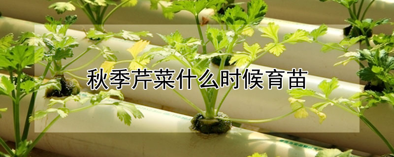 秋季芹菜什么時候育苗