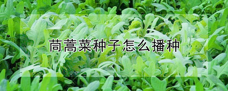 茼蒿菜種子怎么播種