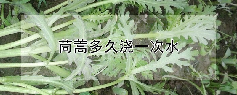 茼蒿多久澆一次水