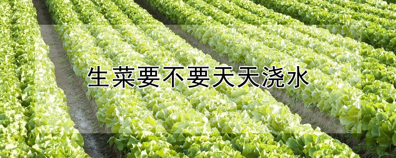 生菜要不要天天澆水