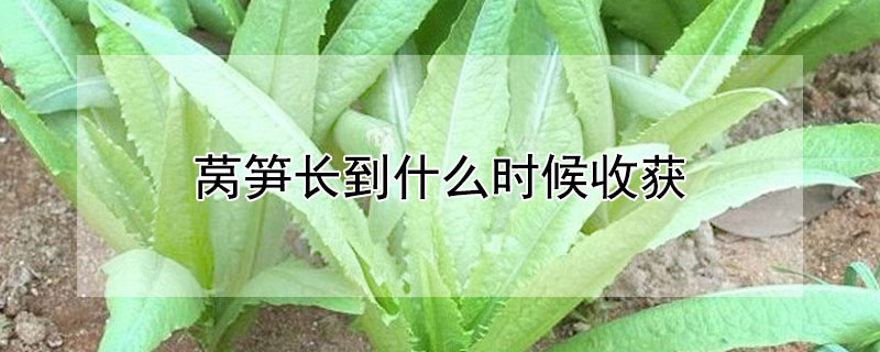 萵筍長到什么時候收獲