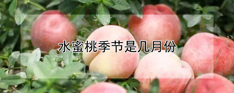 水蜜桃季節(jié)是幾月份