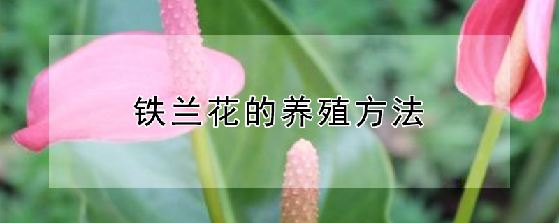 鐵蘭花的養殖方法