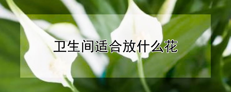 衛(wèi)生間適合放什么花