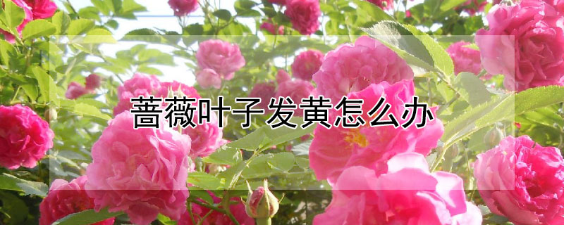 薔薇葉子發黃怎么辦