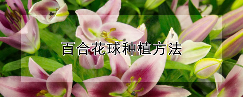 百合花球種植方法