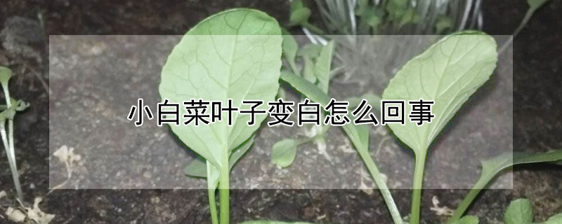 小白菜葉子變白怎么回事