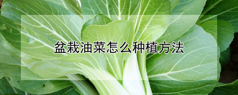 盆栽油菜怎么種植方法