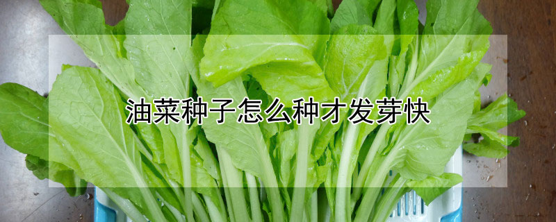 油菜種子怎么種才發芽快