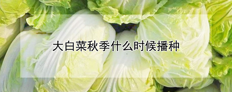 大白菜秋季什么時候播種