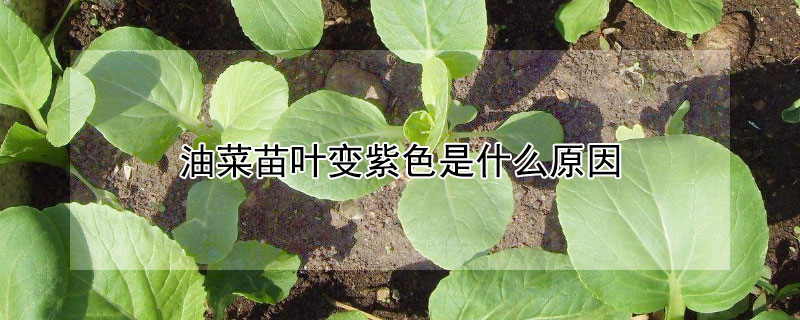 油菜苗葉變紫色是什么原因