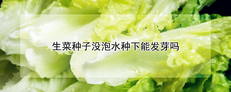 生菜種子沒泡水種下能發(fā)芽嗎