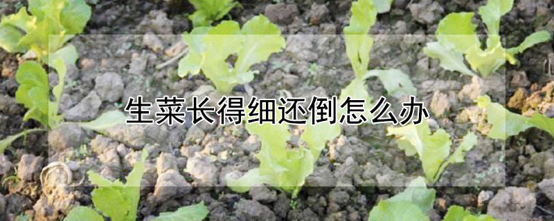 生菜長得細還倒怎么辦