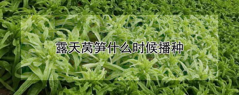 露天萵筍什么時候播種