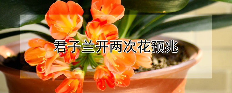 君子蘭開兩次花預兆