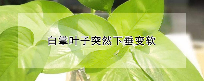 白掌葉子突然下垂變軟