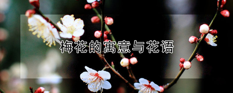 梅花的寓意與花語