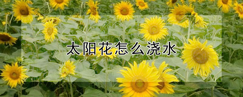 太陽花怎么澆水