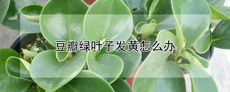 豆瓣綠葉子發(fā)黃怎么辦