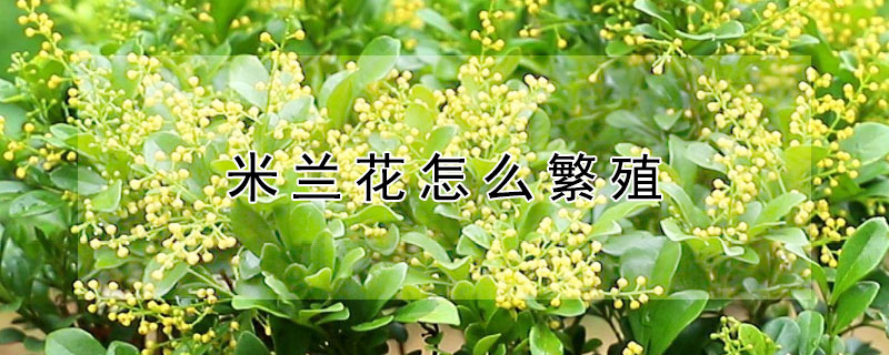 米蘭花怎么繁殖