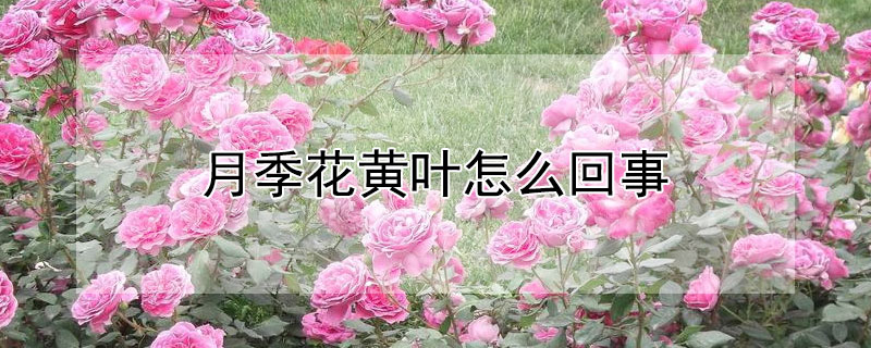 月季花黃葉怎么回事