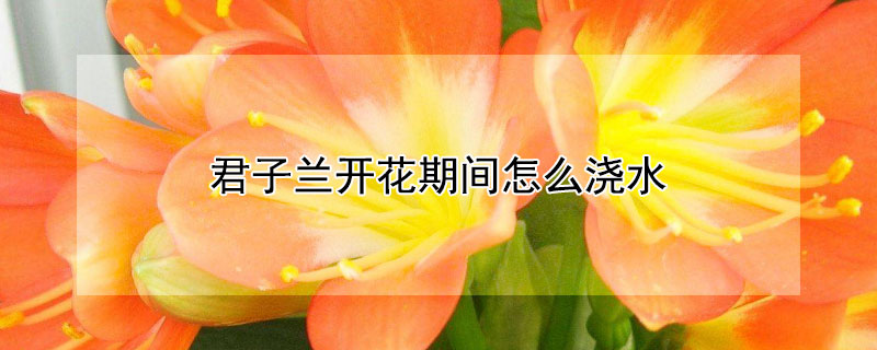 君子蘭開花期間怎么澆水