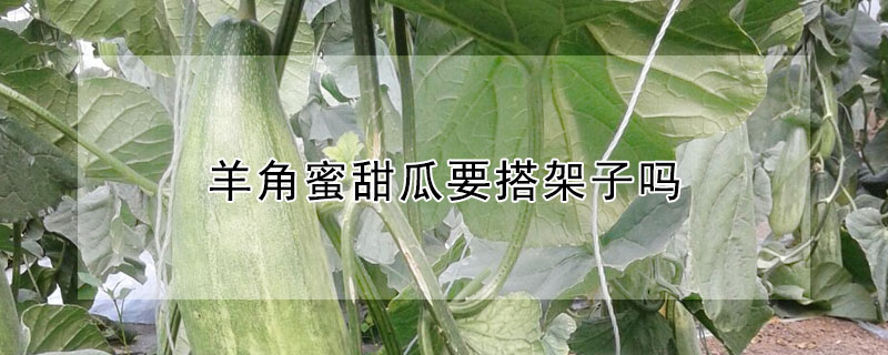 羊角蜜甜瓜要搭架子嗎