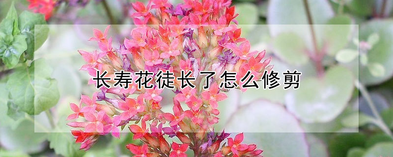 長壽花徒長了怎么修剪