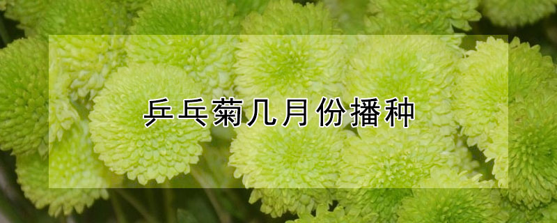 乒乓菊幾月份播種