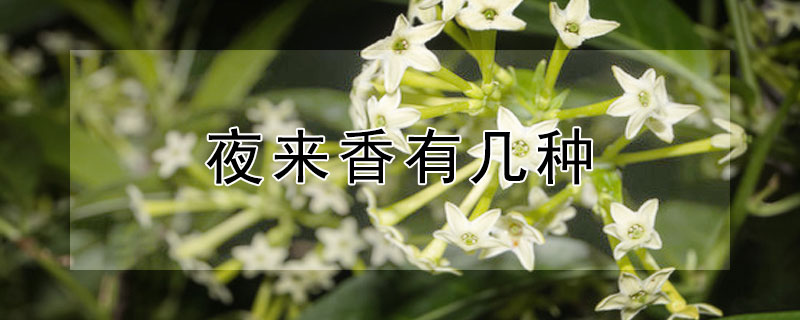 夜來(lái)香有幾種