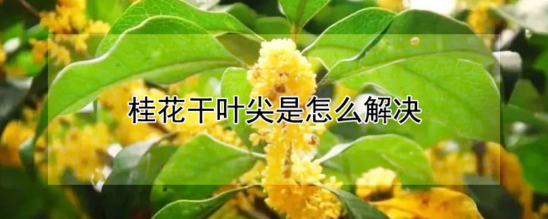 桂花干葉尖是怎么解決