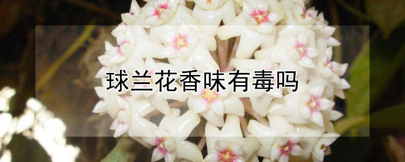 球蘭花香味有毒嗎