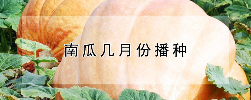 南瓜幾月份播種