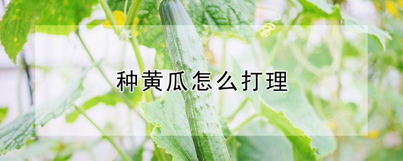 種黃瓜怎么打理