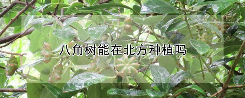 八角樹能在北方種植嗎