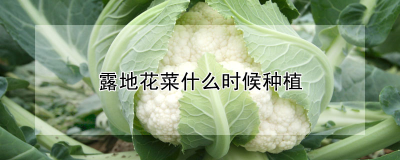 露地花菜什么時(shí)候種植