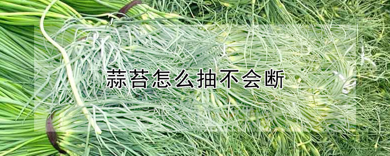 蒜苔怎么抽不會斷