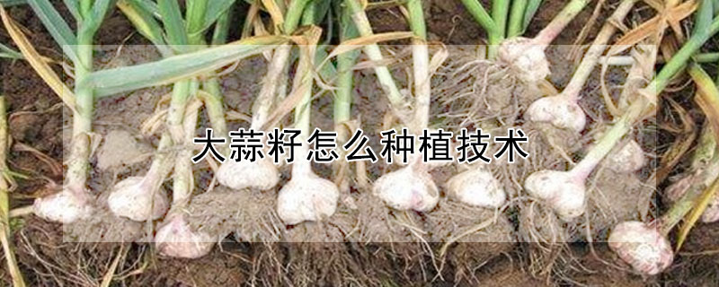 大蒜籽怎么種植技術