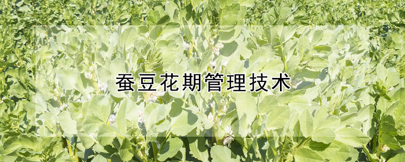 蠶豆花期管理技術