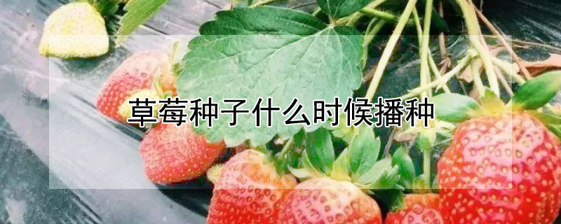 草莓種子什么時(shí)候播種