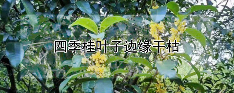 四季桂葉子邊緣干枯