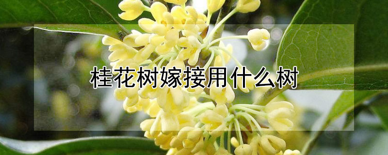 桂花樹嫁接用什么樹